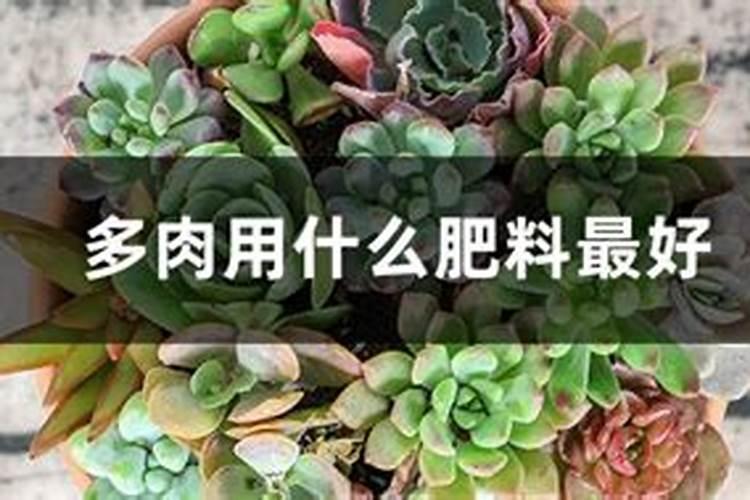 多肉施什么肥料最好