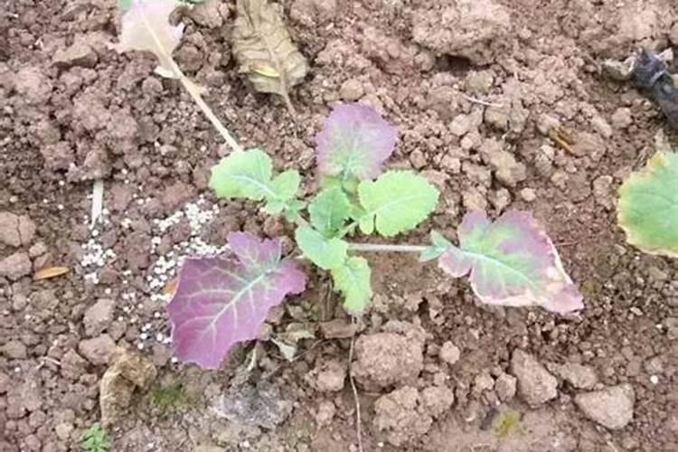 油菜该怎么施磷肥呢？油菜磷肥使用注意事项有哪些？