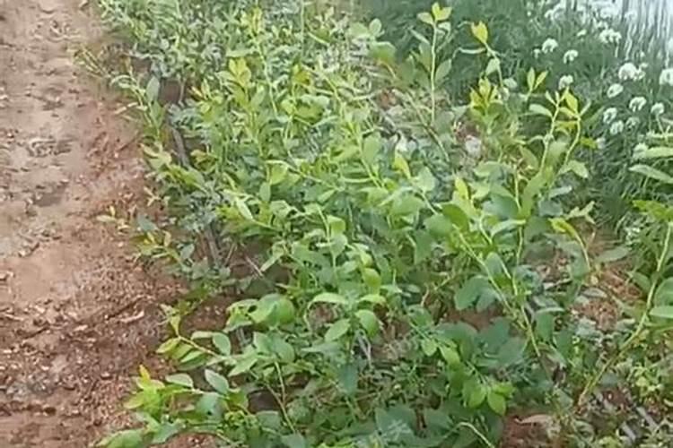 茉莉花多开花该怎么养护