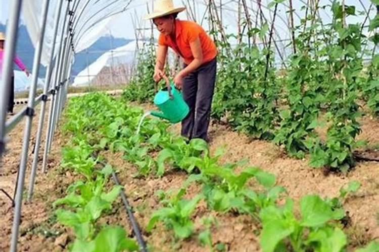 茉莉花多开花该怎么养护