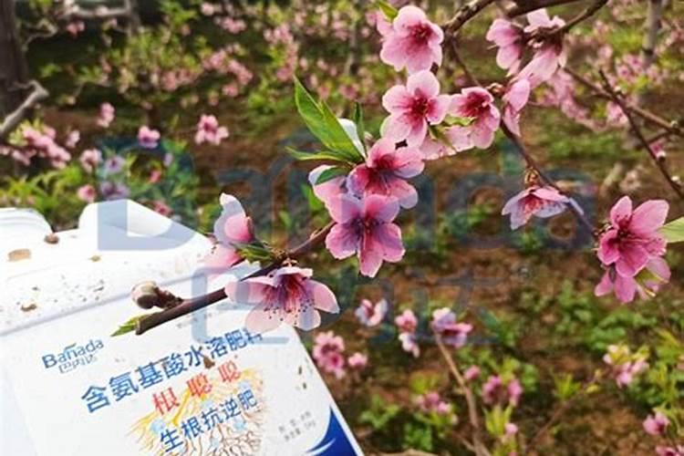 葡萄增甜的小技巧有哪些