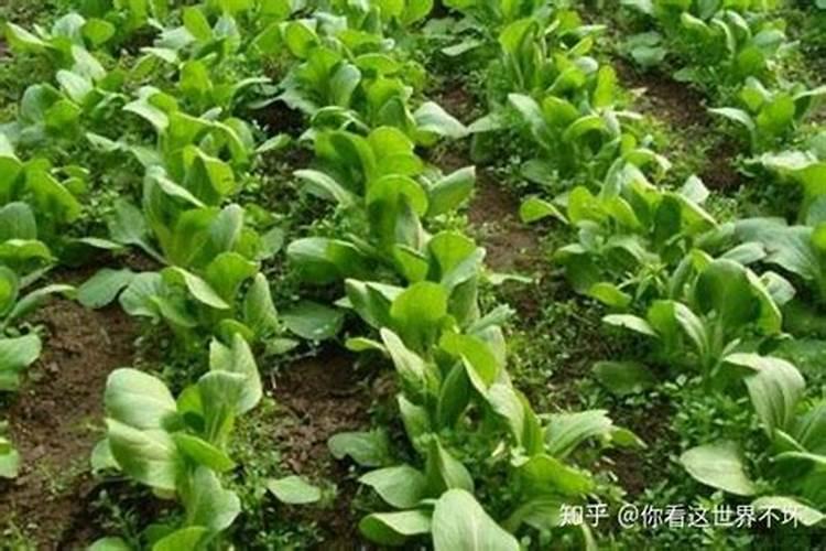 油菜什么时候喷施磷酸二氢钾花卉百科