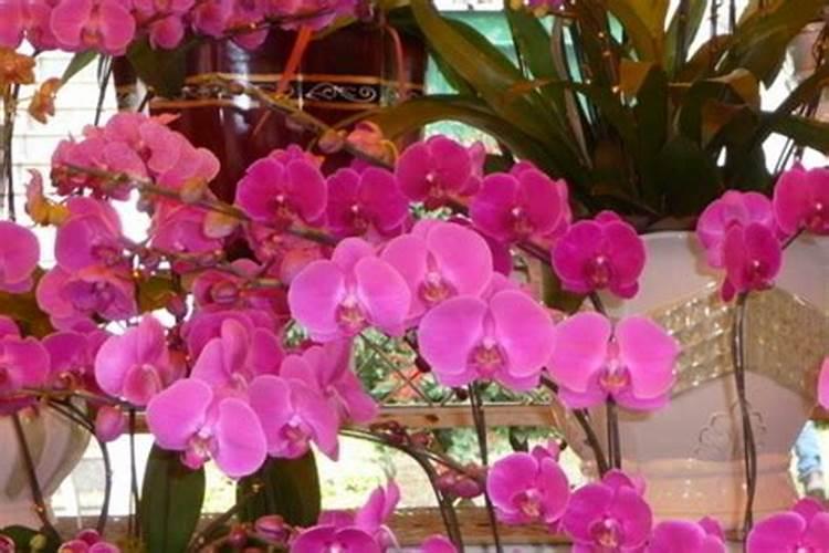 磷酸二氢钾能不能喷雾油菜花吗？