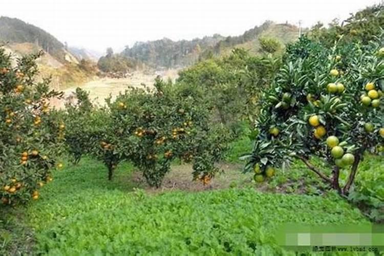 油菜复合肥氮磷钾比例花卉百科