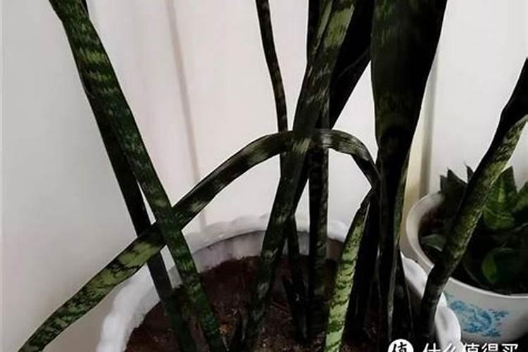 油菜施什么肥好
