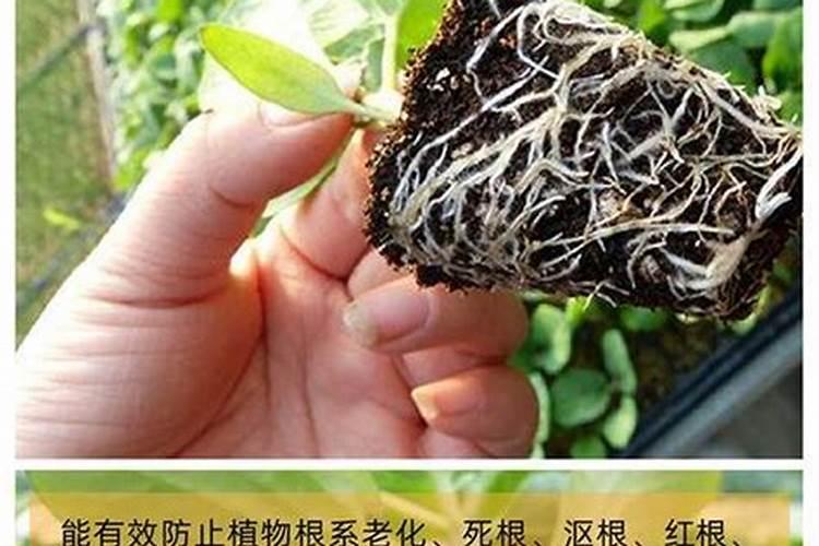 水溶肥与复合肥哪个更好