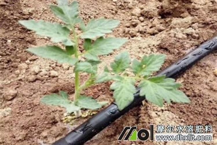 水溶肥与复合肥有区别吗