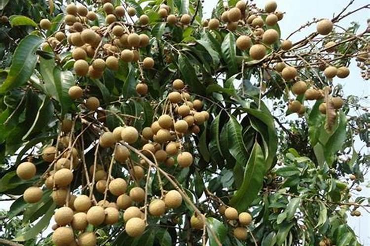 桂圆树种植多久才会结果