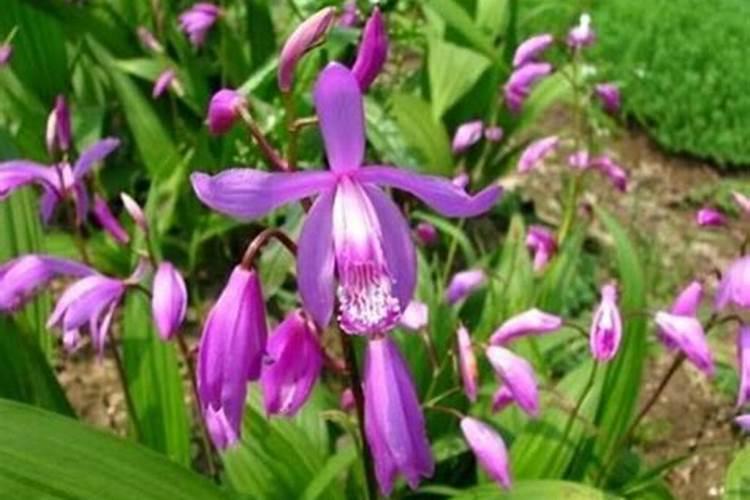 白芨用什么肥料最好