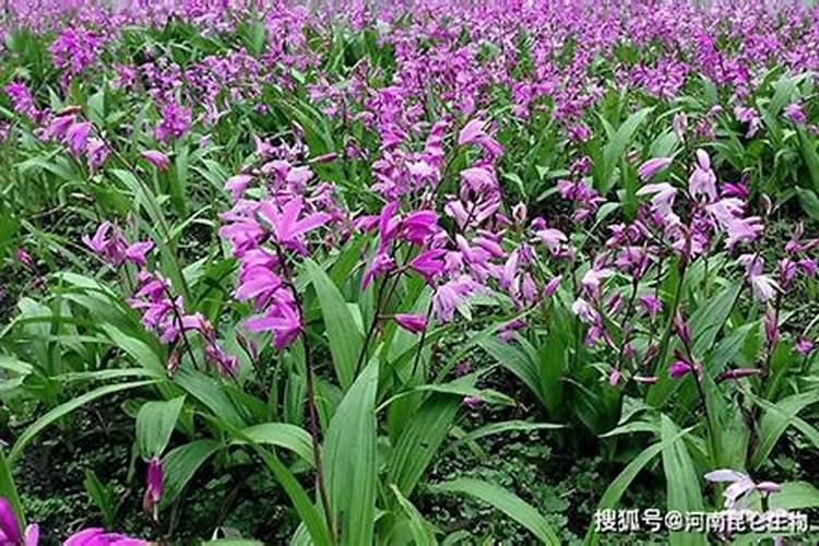 白芨用什么肥料来追肥最好 求大神指点