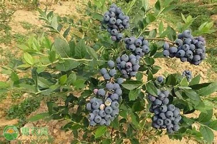 蓝莓用什么肥料最好