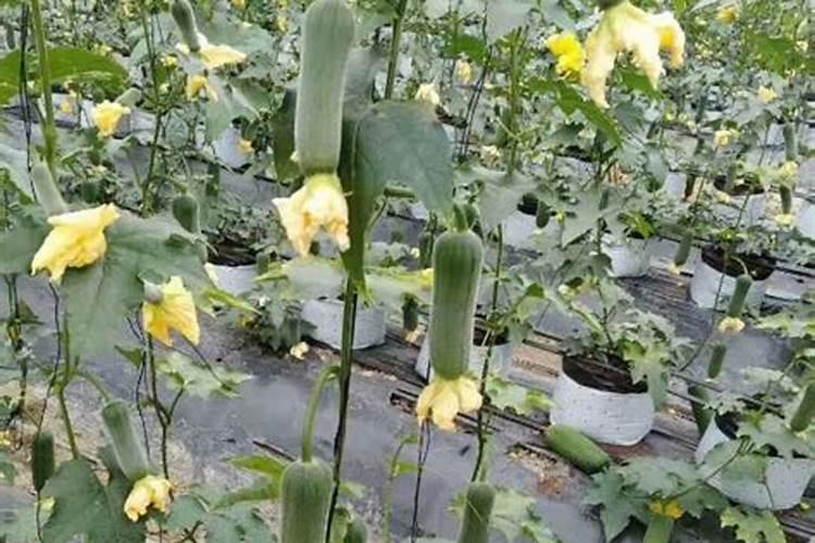 硼肥在花期的使用方法,缺硼的土壤适合种什么