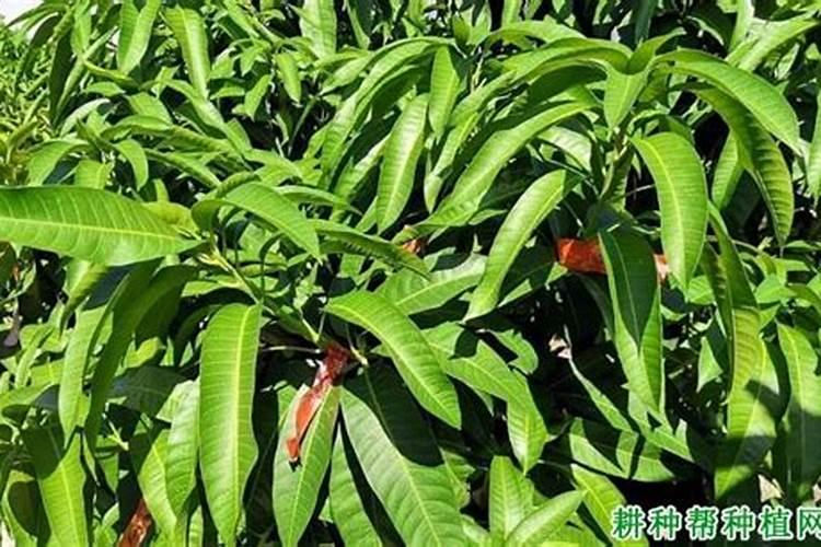 芒果开花结果期种植管理如何做？芒果开花坐果期用什么肥料好