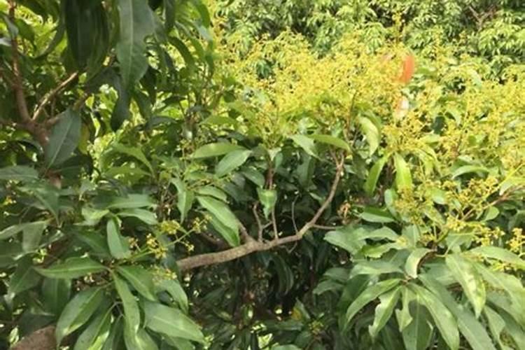 到了玉米喷施叶面肥的时候,有哪些注意的地方？
