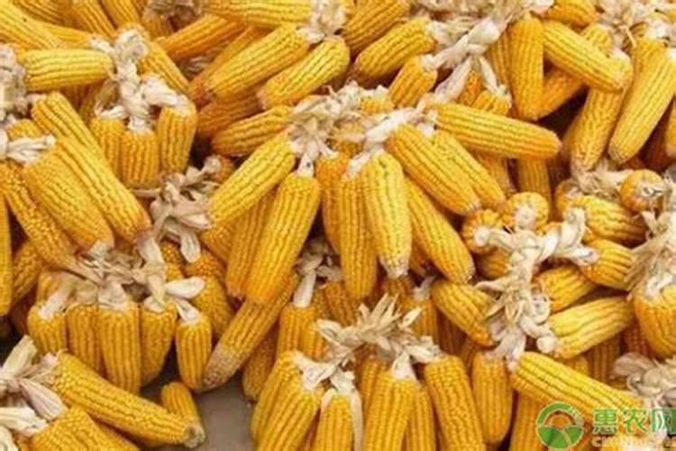 玉米打叶面肥有用吗