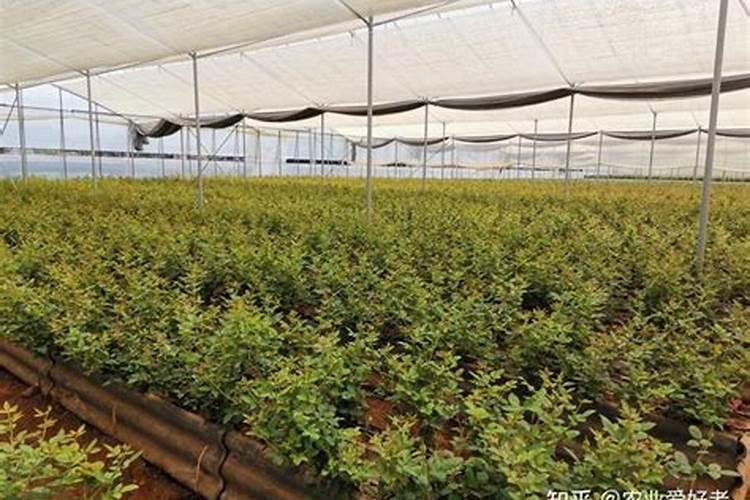 桃子初果期可以浇钾肥水吗