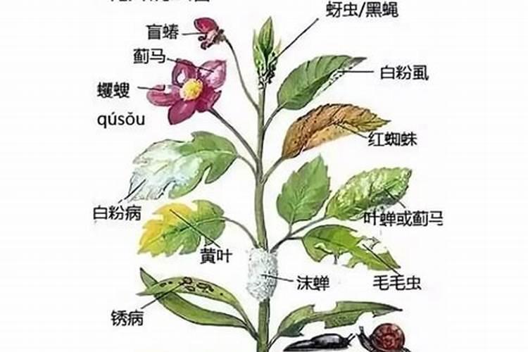 果实膨果上色,为什么要用高磷高钾类的肥料？