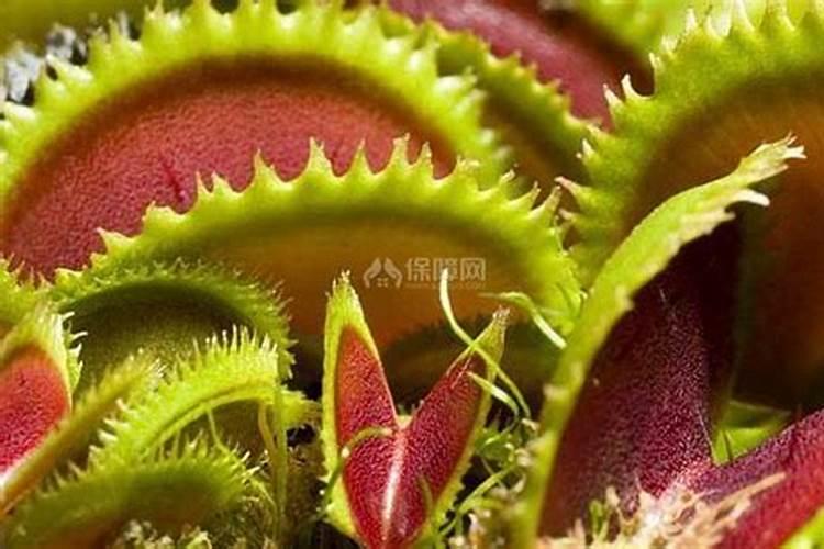 多肉植物用什么肥料最好