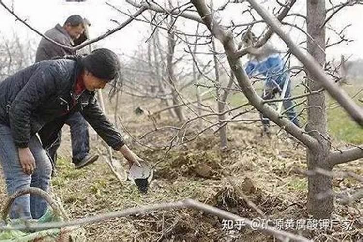 春天果树施什么肥料效果好