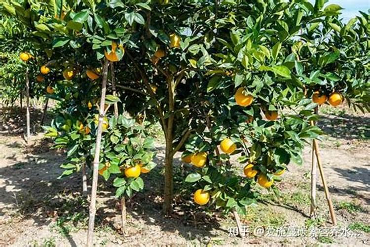 果树在果实膨大期施入钾肥过量有危害吗？