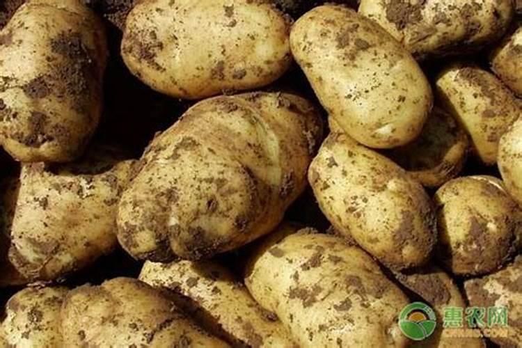 花生硼肥什么时间施用