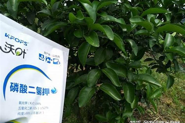 柑橘全年施肥时间表