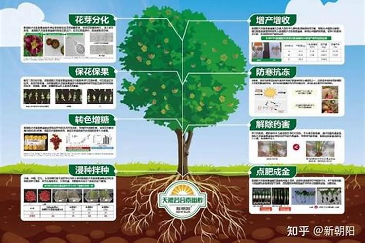 柑橘苗叶面肥施药方法
