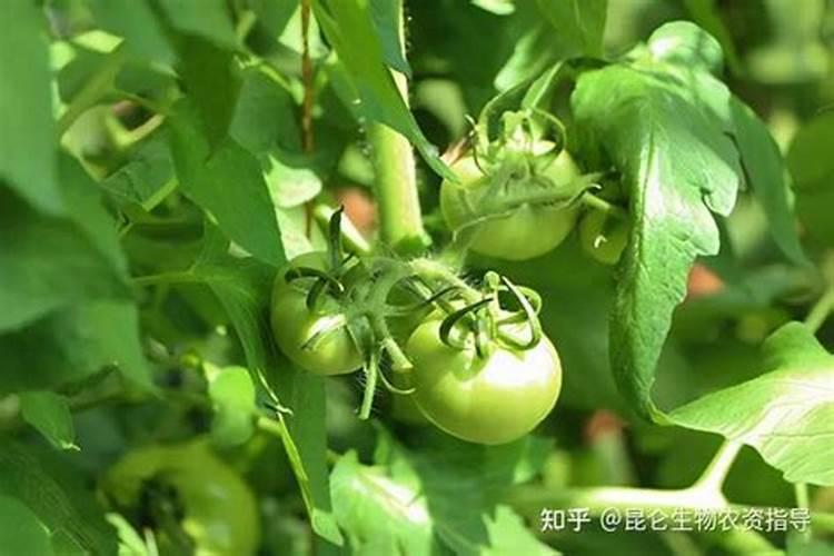 西红柿追肥用什么肥料