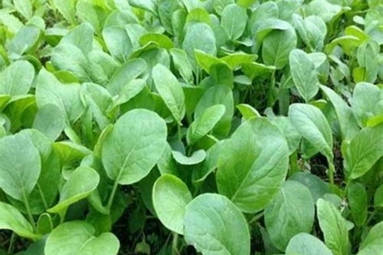 四平季小白菜出苗后怎样浇水施肥