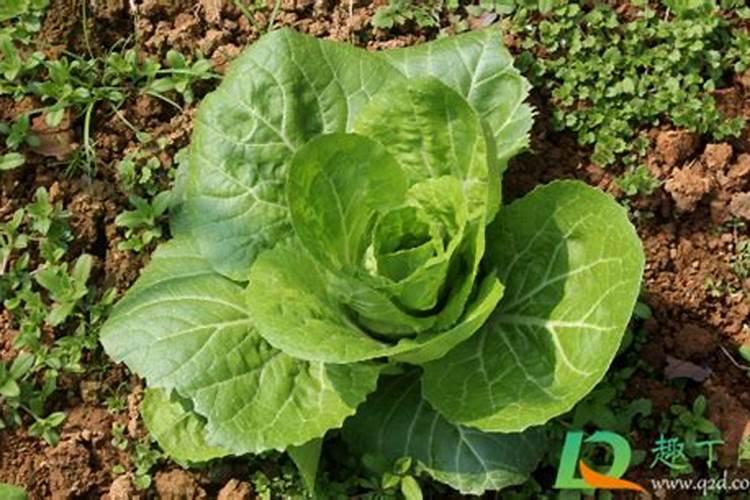 大白菜的需肥有哪些特点？如何对大白菜进行配方施肥？