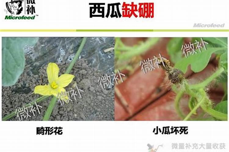 硼肥的正确使用方法