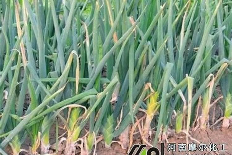 大葱施肥用什么肥料好