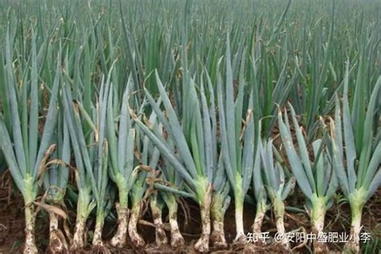 种植大葱,要先实现优质高产的目的,要注重施哪四类肥料？