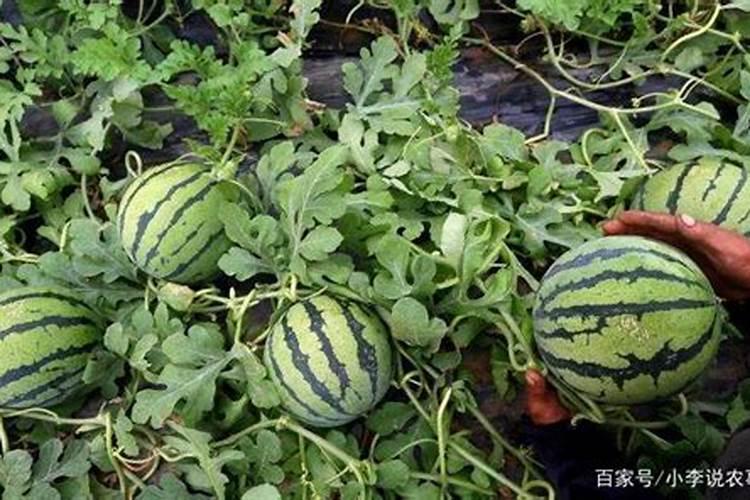 种西瓜一定要施肥吗？