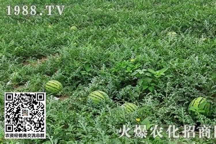 西瓜底肥施肥方案 ？施肥注意事项