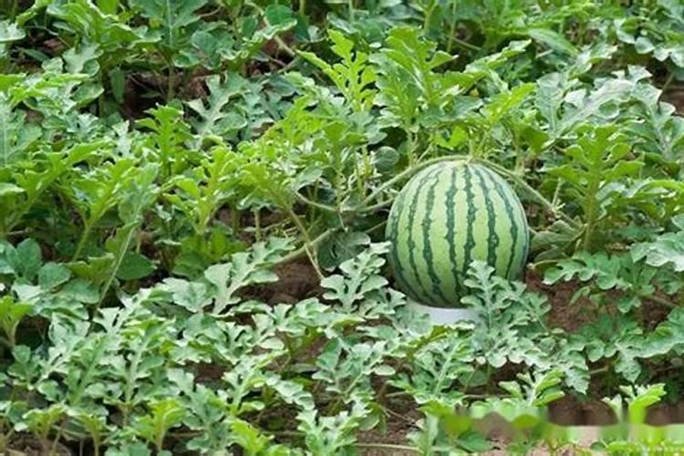 西瓜底肥施肥方案
