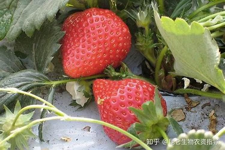 草莓缺钙冲施什么肥料