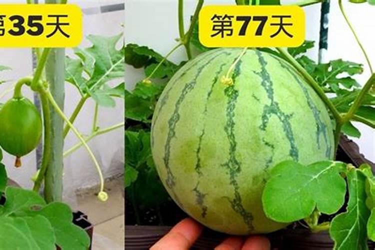 西瓜能种在花盆里吗