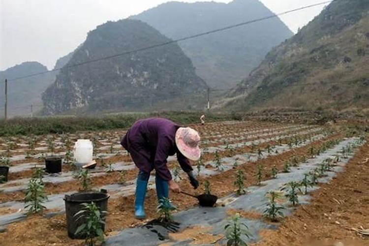 辣椒施肥用什么化肥好什么时候施肥效果好
