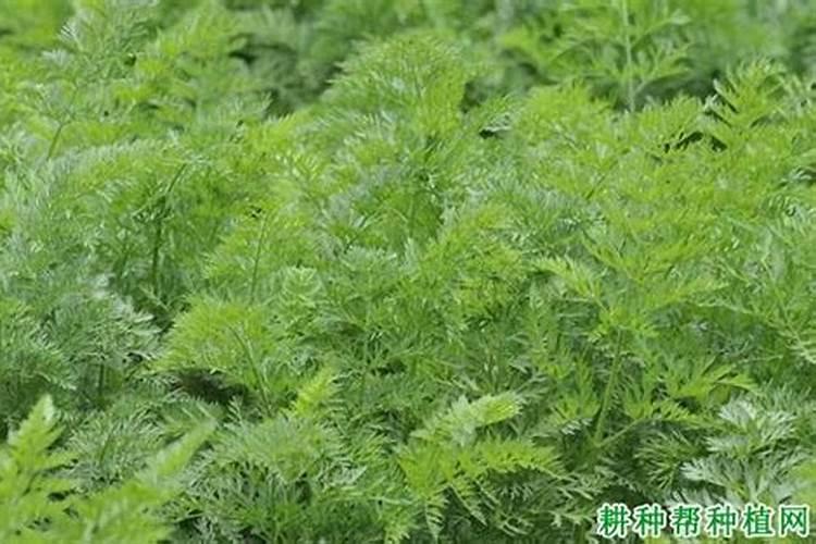 种萝卜经常会出现空心,有哪些措施可以避免萝卜出现空心？