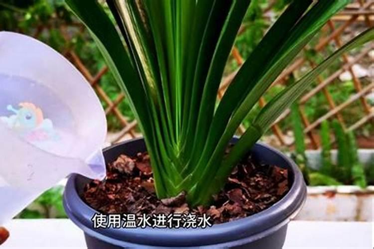 胺鲜乙烯利在玉米上的使用