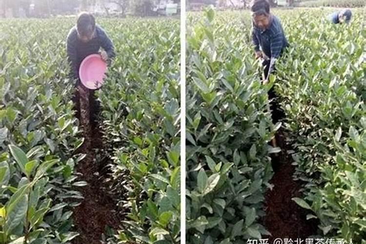 胺鲜乙烯利在玉米上喷过量可用碧护解除药害吗
