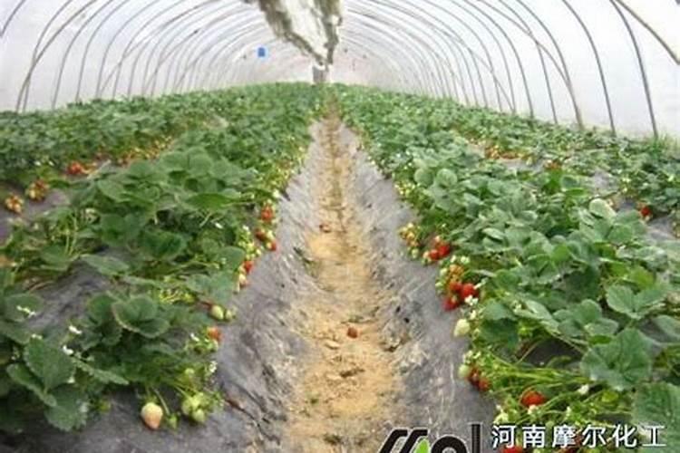 硼肥和磷酸二氢钾可以混用吗