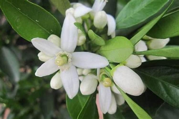 橙树开花,怎样做保花保果？