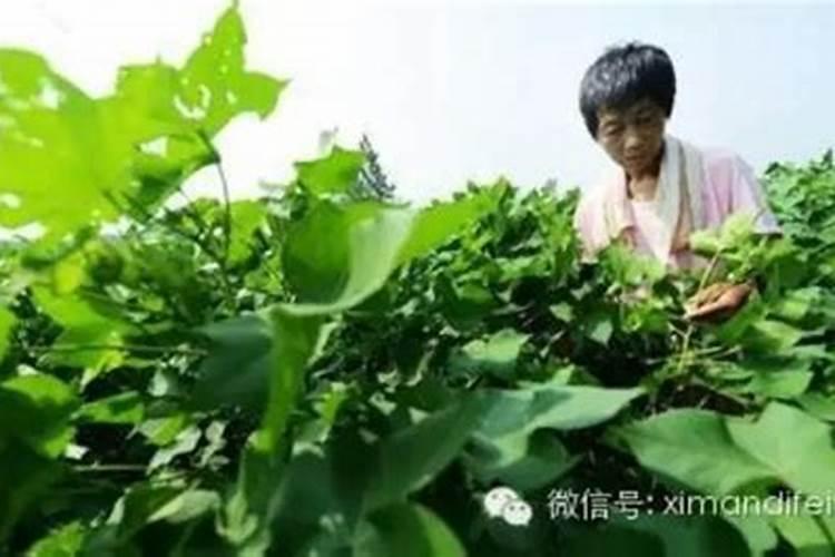 花生喷施硼肥的最佳时间