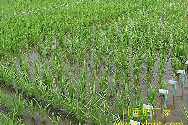 花生硼肥什么时间施用