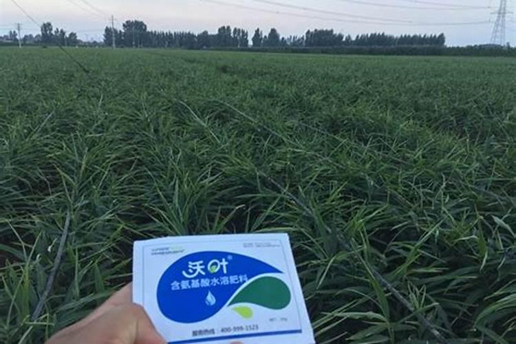 百泰能和氨基酸混和施叶面肥吗？