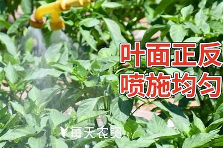 补镁可以选择哪些食材