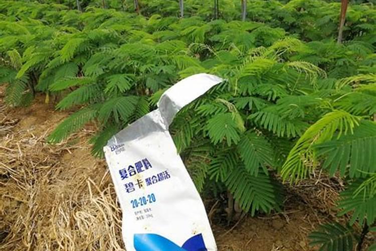 菠萝蜜树在北方能不能开花结果？