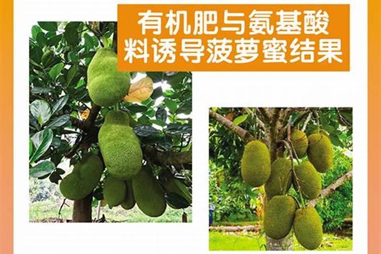 菠萝蜜幼苗适用于哪种基肥种类？